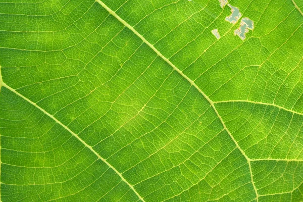 Close Up Of Green Leaf Texture — Stock Photo, Image