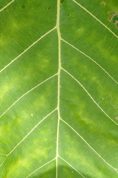 Close up de textura de folha verde — Fotografia de Stock