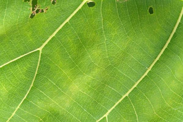 녹색 잎 질감을 가까이 서 본 모습 — 스톡 사진