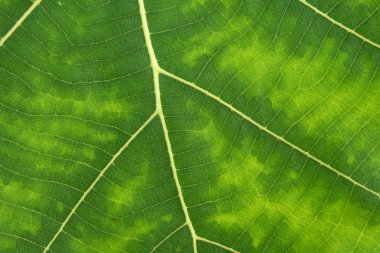 Yeşil yaprak dokusunu kapat