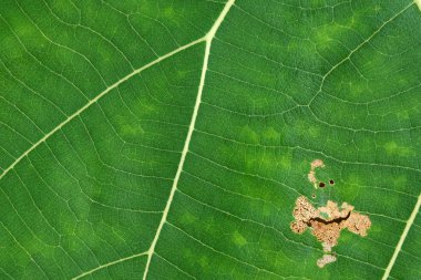 Yeşil yaprak dokusunu kapat