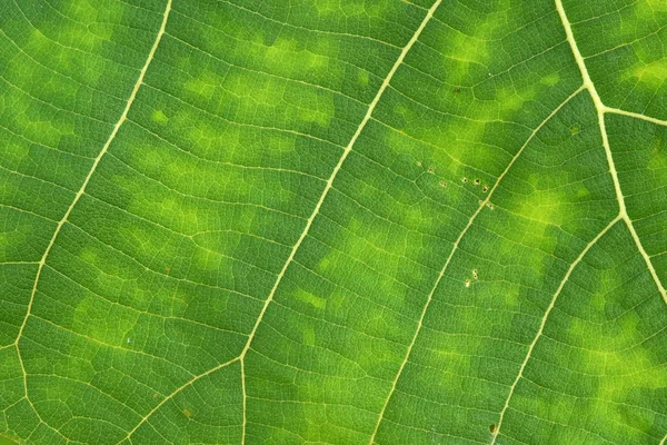 Close up de textura de folha verde — Fotografia de Stock