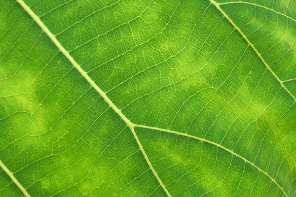Закрыть текстуру зеленого листа — стоковое фото