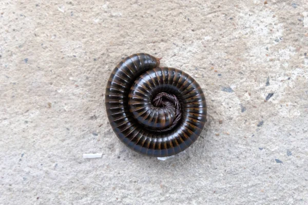 Asiatique géant millipede close up — Photo