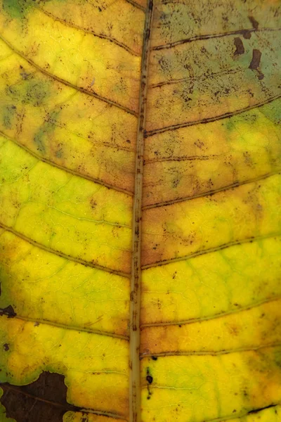 Close Up Of yellow Leaf Texture — Stock Photo, Image
