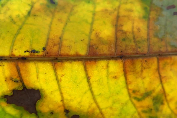 노란 잎 텍스처의 클로즈업 — 스톡 사진
