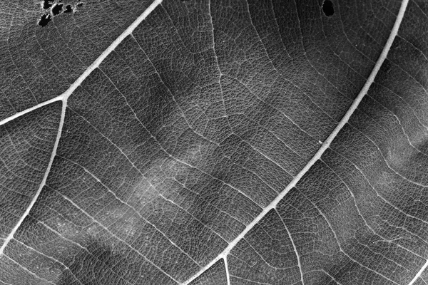 Preto e branco close up textura da folha — Fotografia de Stock