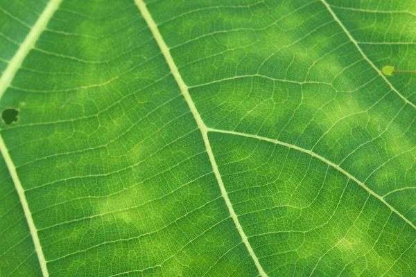 Close up de textura de folha verde — Fotografia de Stock