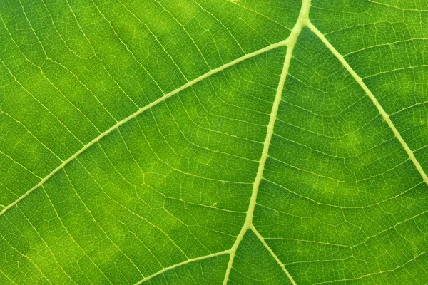 Zblízka zelené listové textury — Stock fotografie