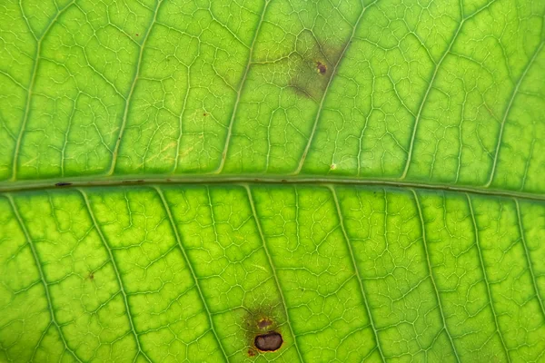 Close Up Of Green Leaf Texture — Stock Photo, Image