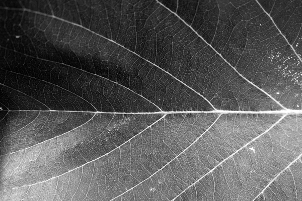 Black and white close up leaf texture — Stock Photo, Image