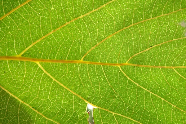 Gros plan de la texture des feuilles vertes — Photo