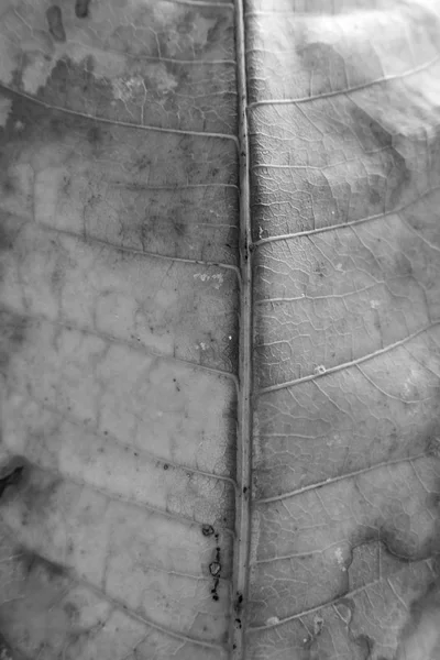 Black and white close up leaf texture — Stock Photo, Image