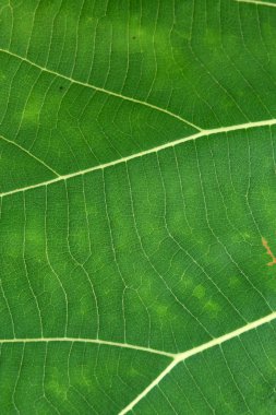 Yeşil yaprak dokusunu kapat