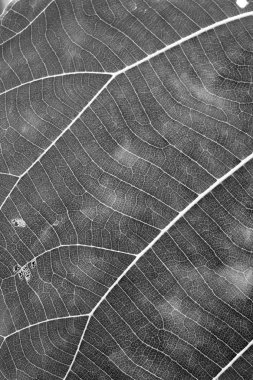 Siyah beyaz yakın çekim yaprak dokusu