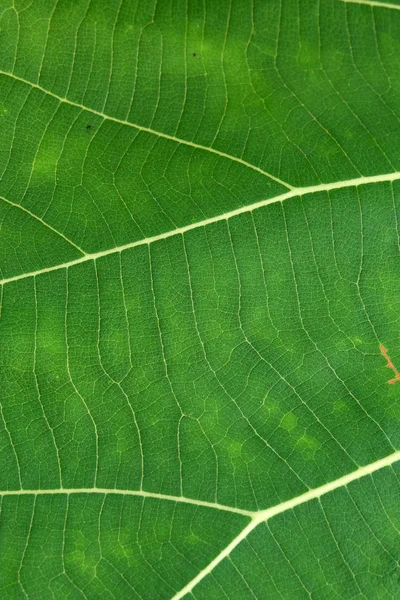 Gros plan de la texture des feuilles vertes — Photo