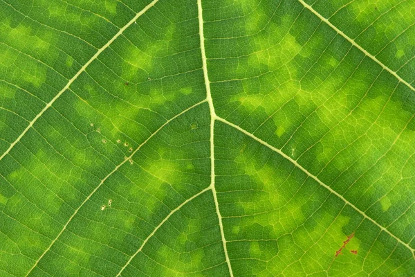 Close up de textura de folha verde — Fotografia de Stock