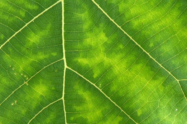 Close up de textura de folha verde — Fotografia de Stock