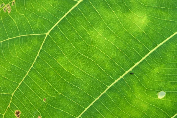 Close-up van groene bladtextuur — Stockfoto