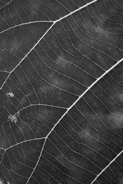 Noir et blanc gros plan texture des feuilles — Photo