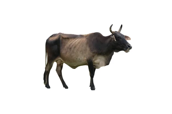 Kuh Isoliert Auf Weißem Hintergrund — Stockfoto