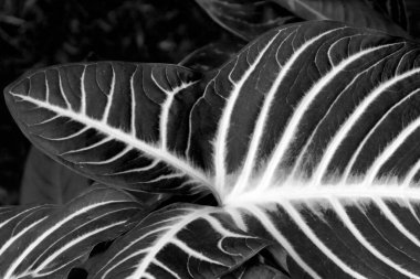 kuru siyah ve beyaz yaprak dokusu