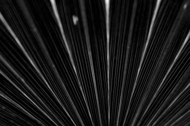 kuru siyah ve beyaz yaprak dokusu