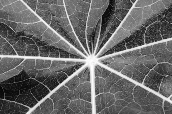 papaya leaf black and white texture background