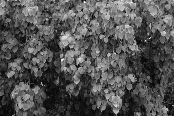 干枯的黑白叶质感 — 图库照片