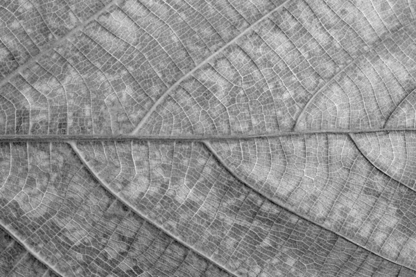 Dry Black White Leaf Texture — Stock Photo, Image