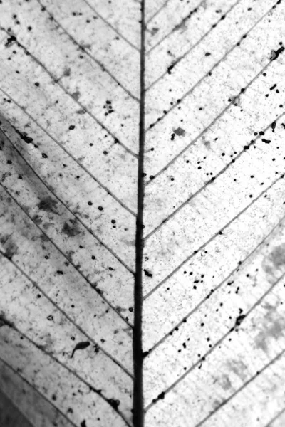 Kuru Siyah Beyaz Yaprak Dokusu — Stok fotoğraf