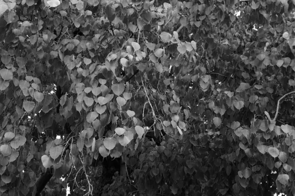 Enfoque Suave Fondo Hoja Blanco Negro — Foto de Stock