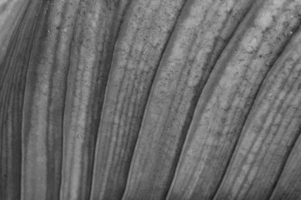 Texture Sèche Des Feuilles Noires Blanches — Photo