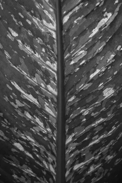 Textura Hoja Seca Blanco Negro — Foto de Stock