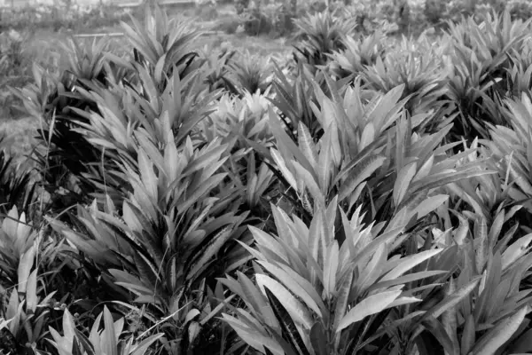 Yumuşak Odak Siyah Beyaz Yaprak Arkaplan — Stok fotoğraf