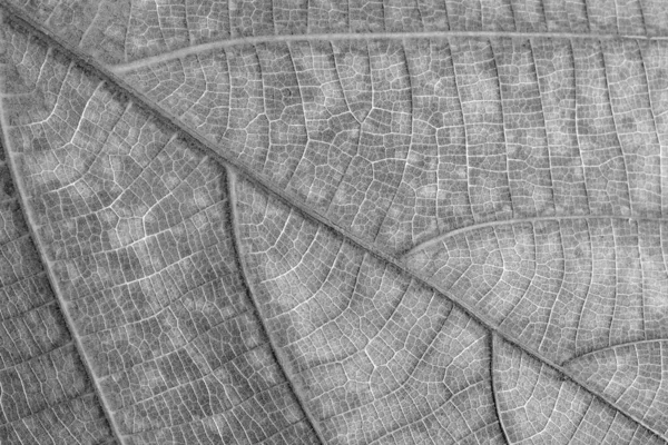 Dry Black White Leaf Texture — Stock Photo, Image