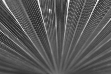 kuru siyah ve beyaz yaprak dokusu