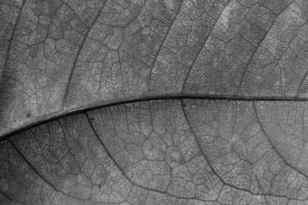 Dry Black White Leaf Texture — Stock Photo, Image