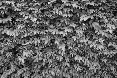 yumuşak odak, siyah ve beyaz yaprak arkaplan