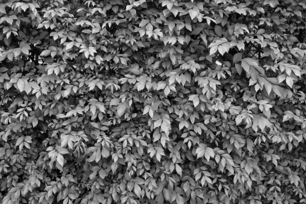 yumuşak odak, siyah ve beyaz yaprak arkaplan