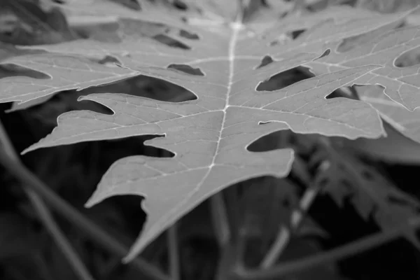 Papaya Leaf Black White Texture Background — Stock Photo, Image