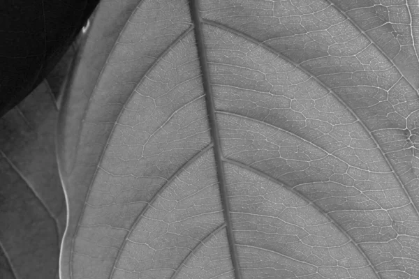 乾燥した黒と白の葉の質感 — ストック写真