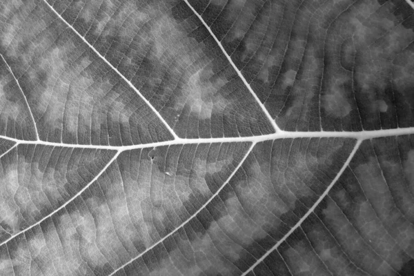 Textura Hoja Seca Blanco Negro — Foto de Stock