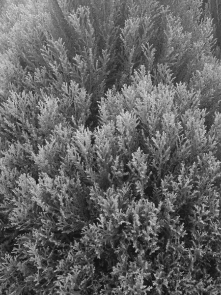 black and white leaves of pine tree background
