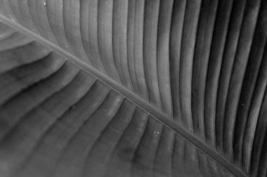 siyah ve beyaz renkli eski muz yaprağı arkaplanı