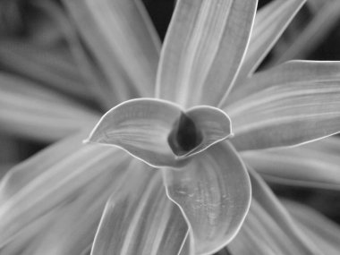 yumuşak odak, siyah ve beyaz yaprak arkaplan