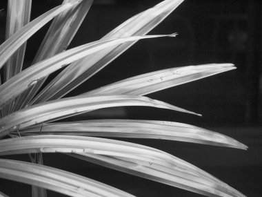 Hurma ağacının tomurcuğundan.