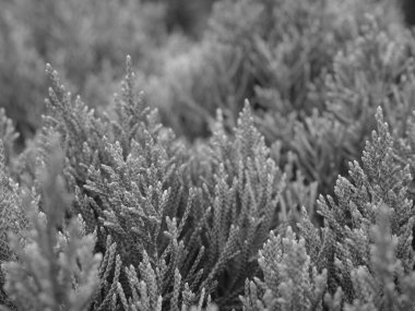 Çam ağacının arka planında siyah beyaz yapraklar