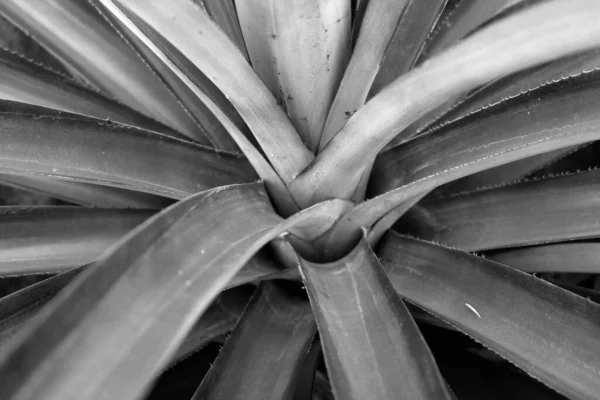 Vista Superior Del Árbol Piña Blanco Negro — Foto de Stock