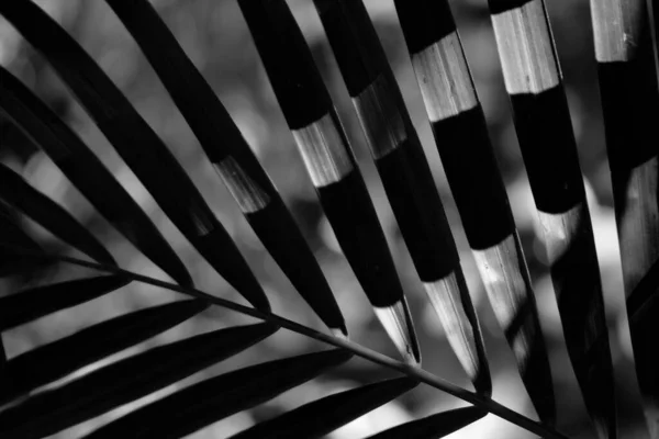 棕榈树的黑白叶 — 图库照片